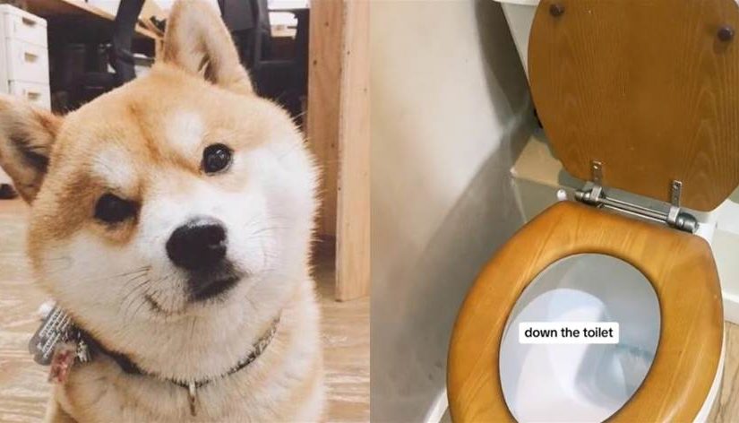 千萬別把「狗貓排泄物」沖進馬桶！獸醫警告將帶來「恐怖後果…」