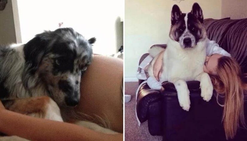 整天和狗狗待在一起！她懷孕6個月後「覺得不對勁」跑醫院，檢查「結果出來」後當場失控嚇哭…