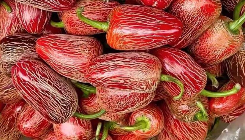 男朋友寄來的特產，打開一看卻愣住了，靈魂發問「這是什麼」，一票網友都猜錯了…