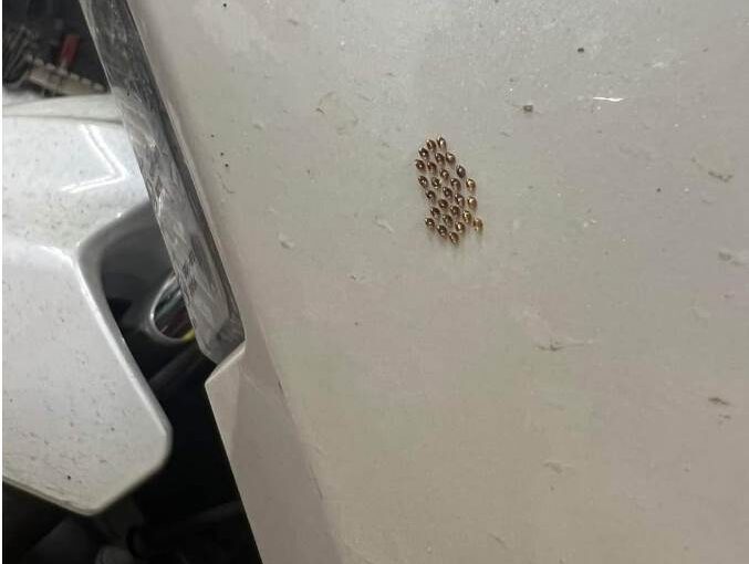 機車突冒「27顆亮晶晶魚油」他愣問：這是啥？ 內行一看驚：趕快清除！