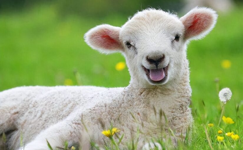 生肖羊：晚年不可或缺的「3大生肖」 原來能依靠的是「這個人」請珍惜