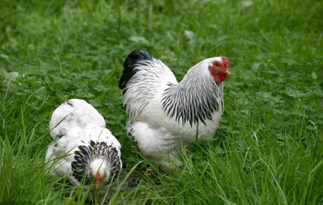 生肖雞「1957年、1969年、1981年」出生的人，快來接喜