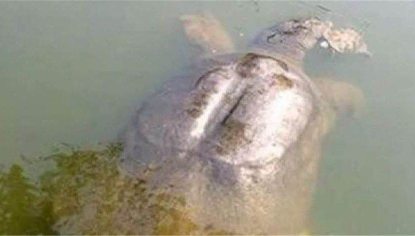 釣魚驚現700歲老鱉，釣客將它放生，卻發生了改變他一生的事情