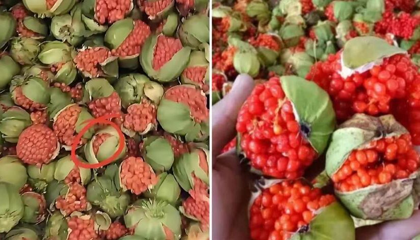 男友寄來一包「乾癟蟲卵」，我嚇到反胃直接扔掉！網友急瘋：快撿回來，這可是寶貝！