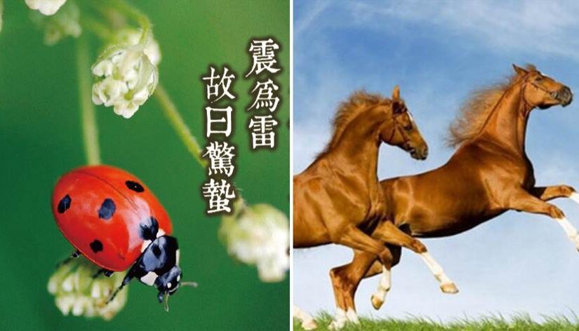 明天3月5日「驚蟄天赦日」屬馬、屬狗、屬牛、屬羊一定要穿「這顏色的衣服」從年頭旺到年尾