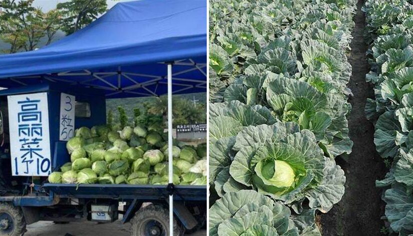 買高麗菜「1個10元、3粒50」結帳才發現怪怪的：我是不是搞錯了？網一看卻喊「老闆很佛心」