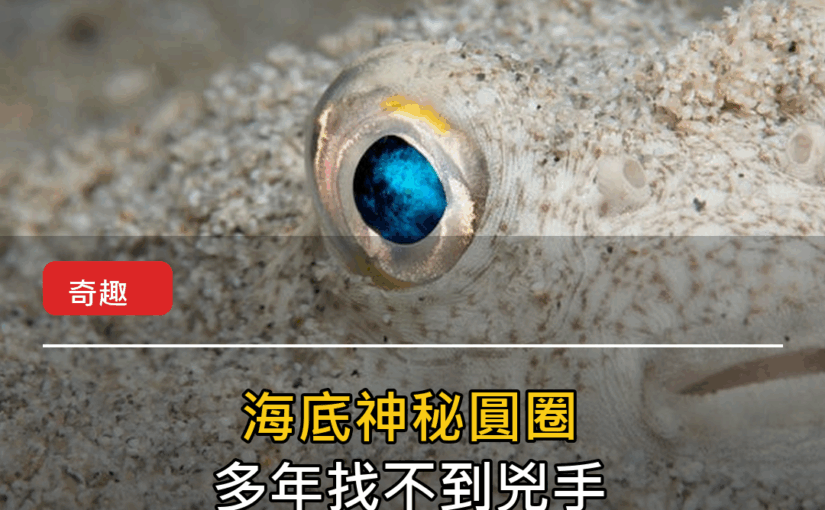 海底出現神秘麥田圈！兇手竟是小小河豚在求愛 封面