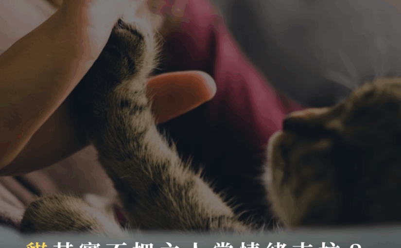 英國最新研究打臉「貓奴」！貓咪根本不把主人當「情感依靠」，跟狗狗差超多