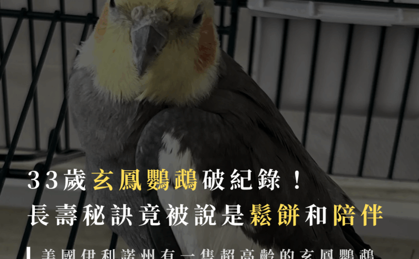 美國33歲鸚鵡打破金氏世界紀錄！「最長壽玄鳳鸚鵡」每天吃鮮烤鬆餅，壽命超過同類兩倍