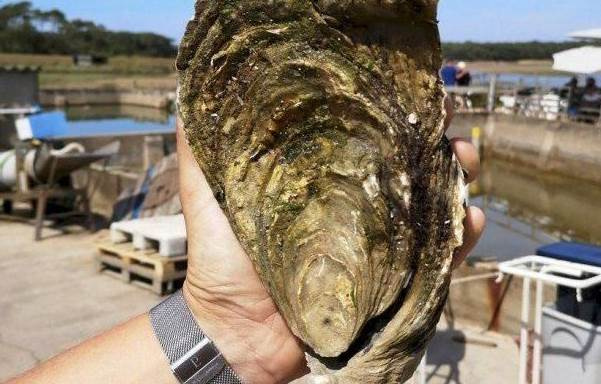 網路流傳「533斤巨蠔」賣出70萬,60歲漁民為孫冒險出海,開殼後的轉折讓全場沉默