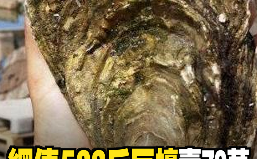 網路流傳「533斤巨蠔」賣出70萬，60歲漁民為孫冒險出海，開殼後的轉折讓全場沉默
