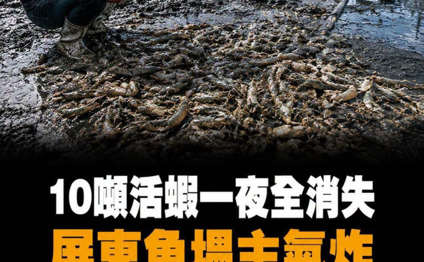 10噸活蝦一夜全消失！屏東魚塭主氣炸抽乾水尋找真兇，看到湖底的東西後他嚇傻了