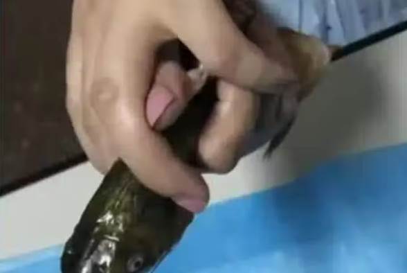 女子抱著活黃魚衝醫院,痛喊「救救我」,醫護一看才發現事情不單純