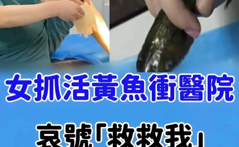 女子抱著活黃魚衝醫院，痛喊「救救我」，醫護一看才發現事情不單純