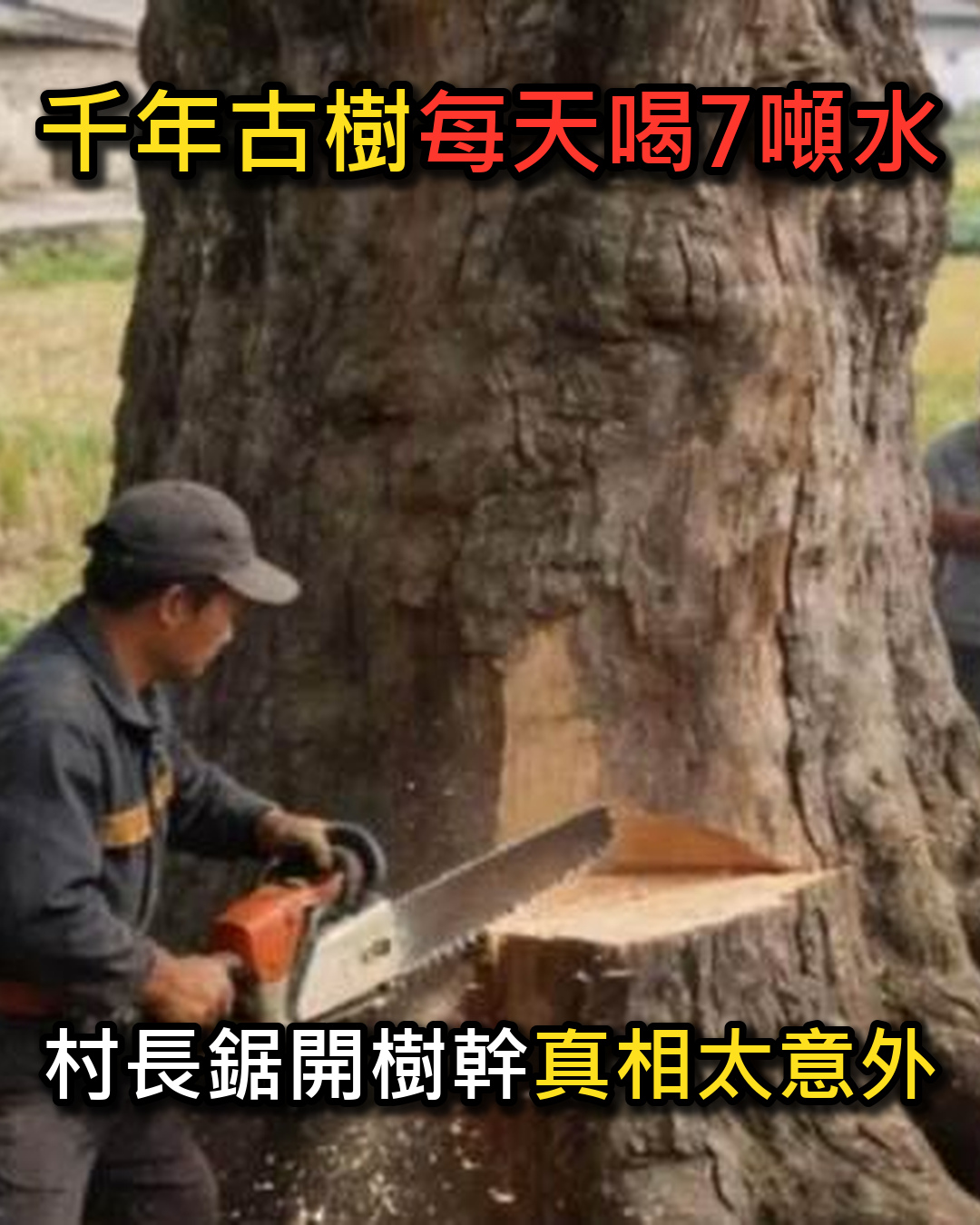 1400年老槐樹被指吸乾水井,鋸片落下那一刻,村民看到的真相太意外
