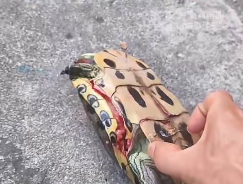 烏龜從高處墜落砸中男童,孩子不幸身亡,飼主責任成法院判決關鍵
