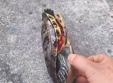 烏龜從高處墜落砸中男童,孩子不幸身亡,飼主責任成法院判決關鍵