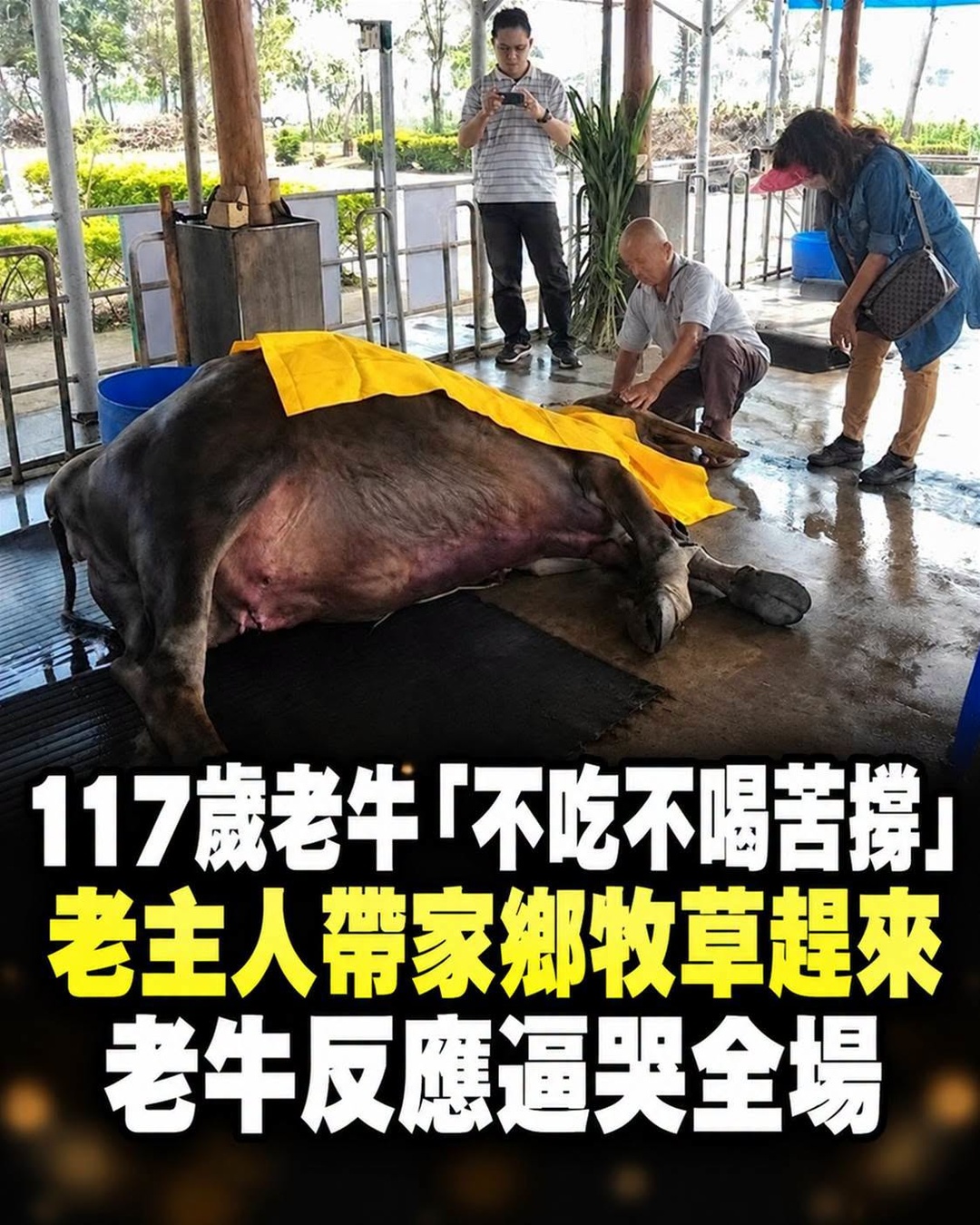 32歲老牛不吃不喝，8旬主人帶家鄉牧草趕來，牠最後的反應讓人鼻酸