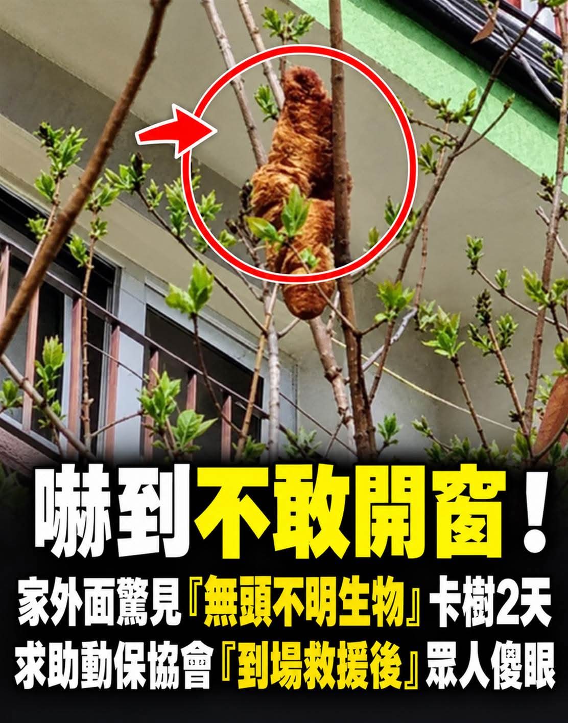 她家窗外驚見「無頭生物」卡樹2天，動保協會趕到現場後全員愣住