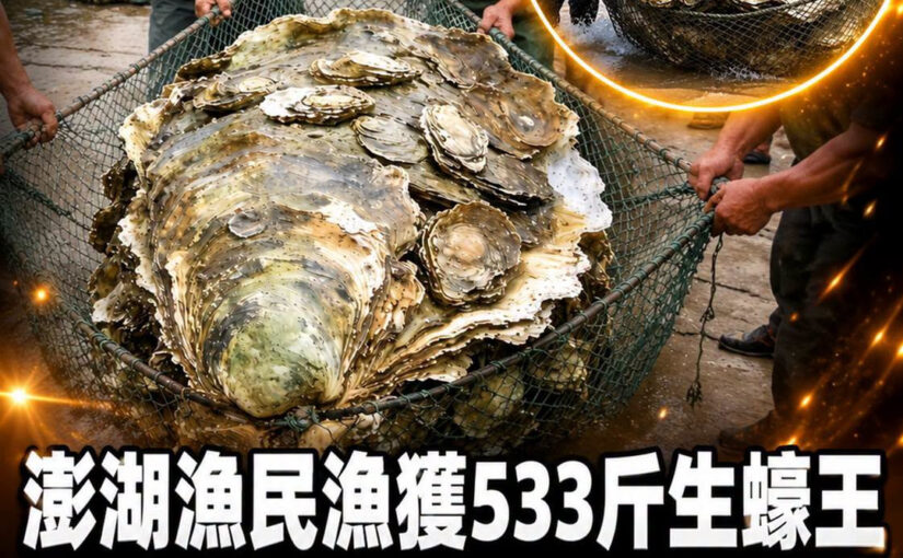 澎湖63歲漁民冒險撈出533臺斤生蠔，1500萬元成交後開殼全場沉默